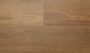 Southern Spotted Gum-26002286