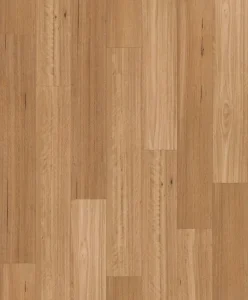 Silky Blackbutt