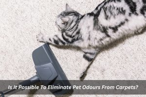 Image presents Is It Possible To Eliminate Pet Odours From Carpets - Carpet Odour Removal